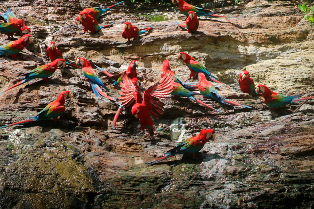 Guacamayos rojos y verdes alimentándose en una collpa de arcilla en la Amazonía peruana