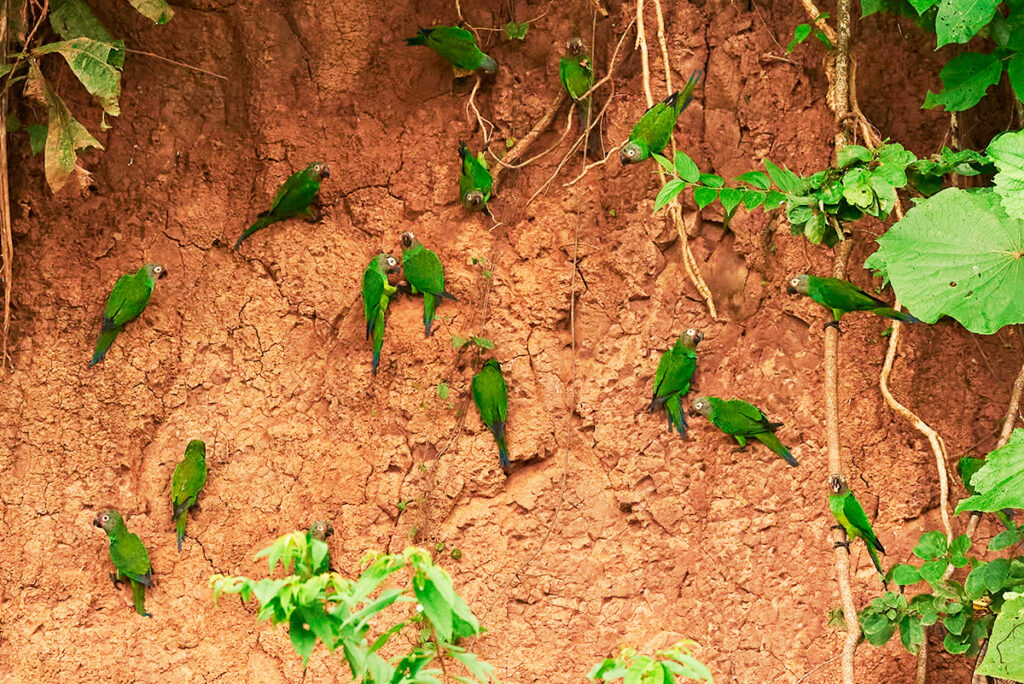 Loros verdes alimentándose en la Collpa Mascoitania del Parque Nacional del Manu