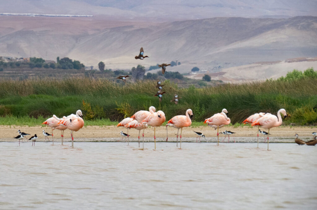 Flamencos y aves migratorias en las Lagunas de Mejía durante la temporada baja en Perú