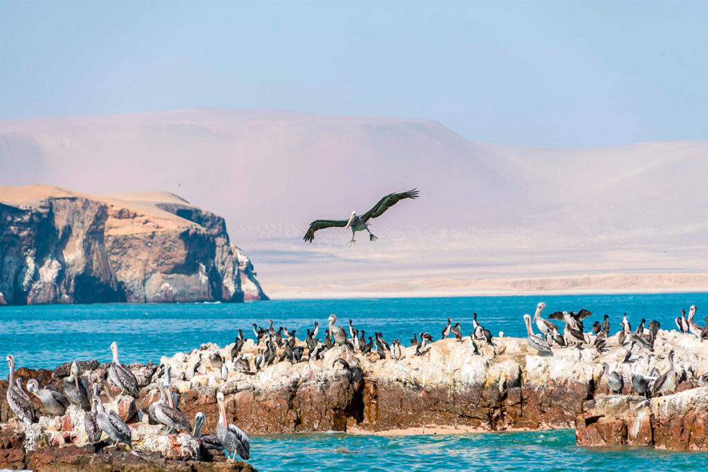 Aves marinas en las Islas de Paracas con el desierto de fondo en temporada baja