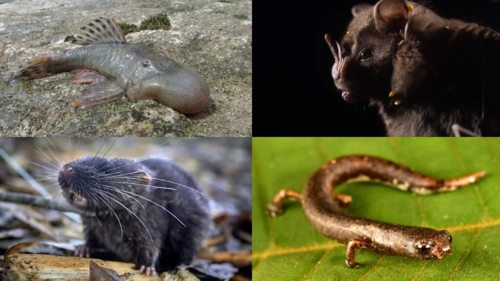especies nuevas descubiertas en el Alto Mayo como ratón anfibio, pez de cabeza abultada y salamandra