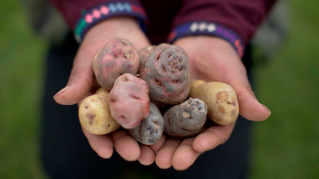 Manos sosteniendo papas nativas en Cusco, símbolo de la gastronomía andina y la tradición agrícola de los Andes peruanos