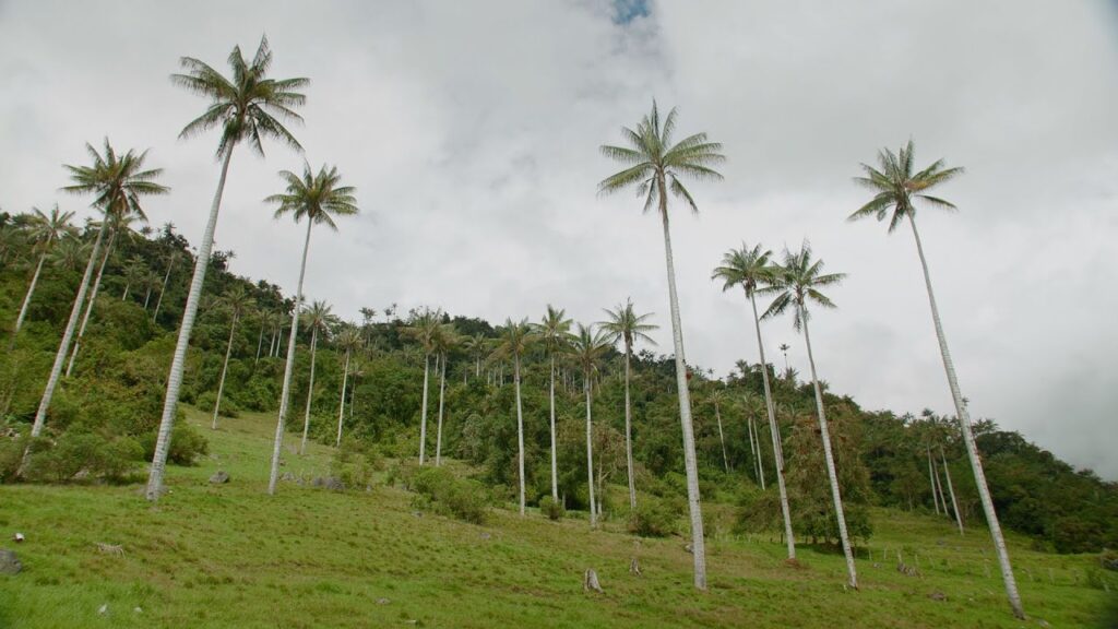 Palmeras andinas en el Parque Nacional Cutervo, rodeadas de montañas verdes bajo un cielo nublado en Cajamarca