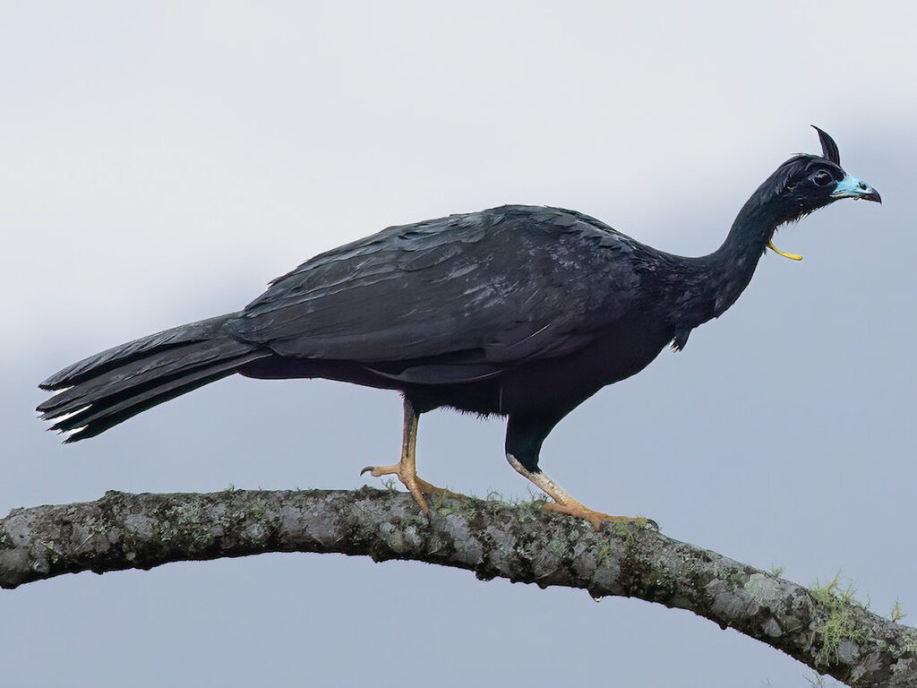 Pava negra posada sobre una rama en los bosques nublados de Udima, especie característica de la biodiversidad de Cajamarca