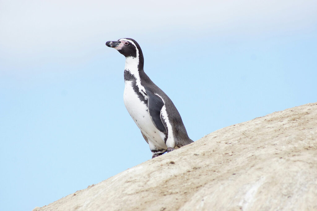 Pingüino de Humboldt sobre una roca en la costa peruana