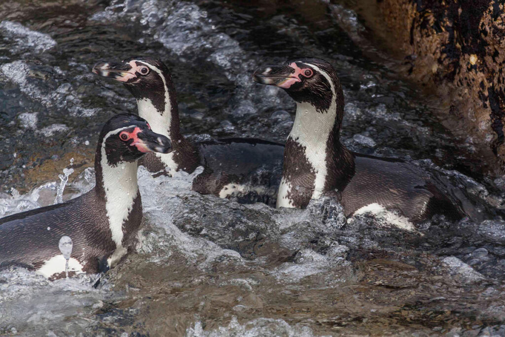 Pingüinos de Humboldt nadando en aguas costeras del Perú