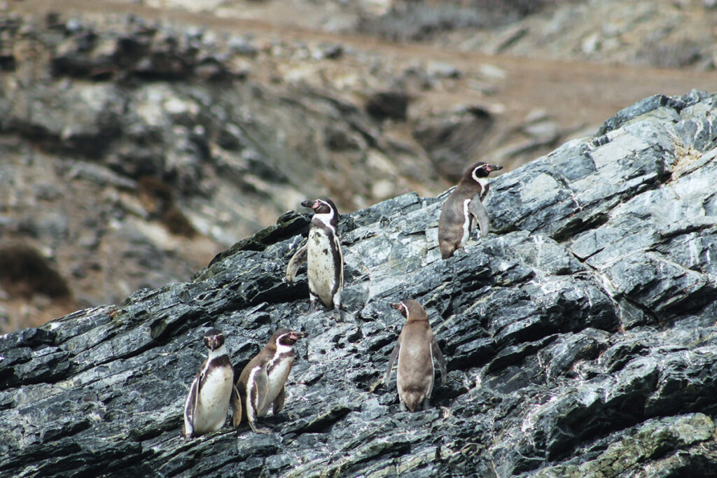Pingüinos de Humboldt en un roquerío de la costa peruana, descansando y observando el entorno