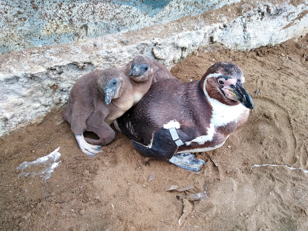 Pingüino de Humboldt adulto junto a sus dos crías descansando en la arena