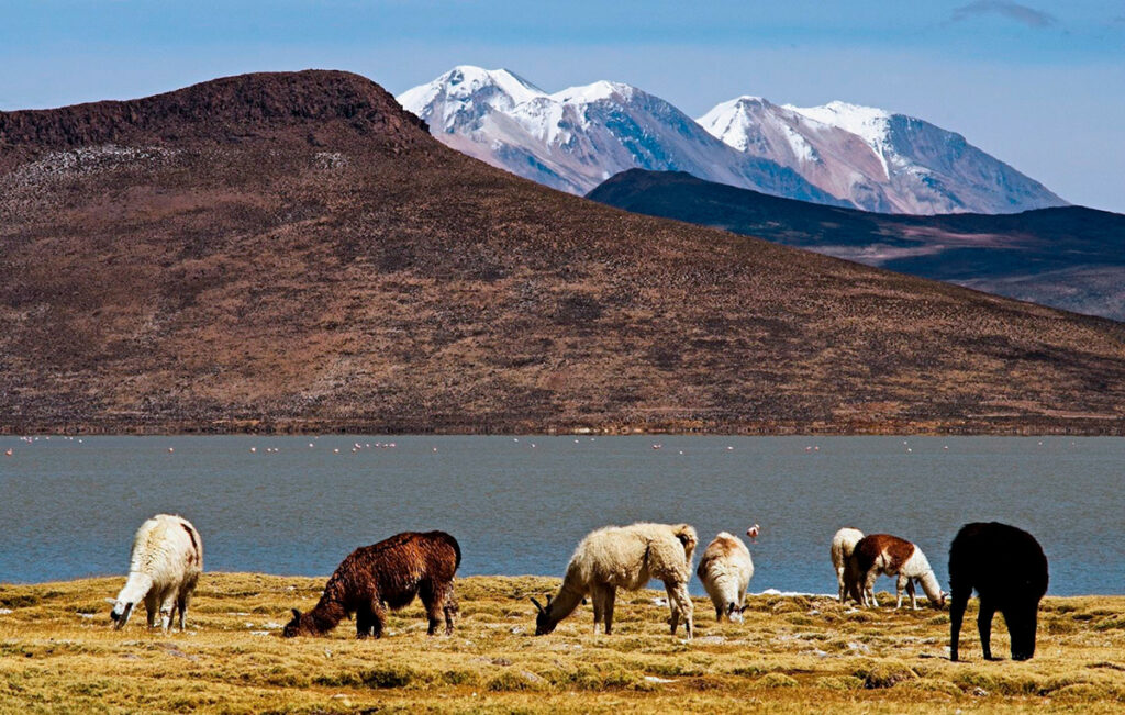 Vicuñas pastando junto a laguna en la Reserva Nacional de Salinas y Aguada Blanca con montañas nevadas al fondo