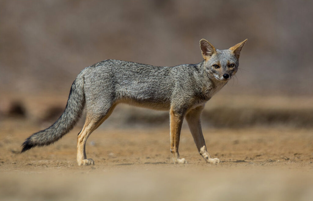 Zorro costeño en su hábitat natural dentro del bosque seco del norte del Perú