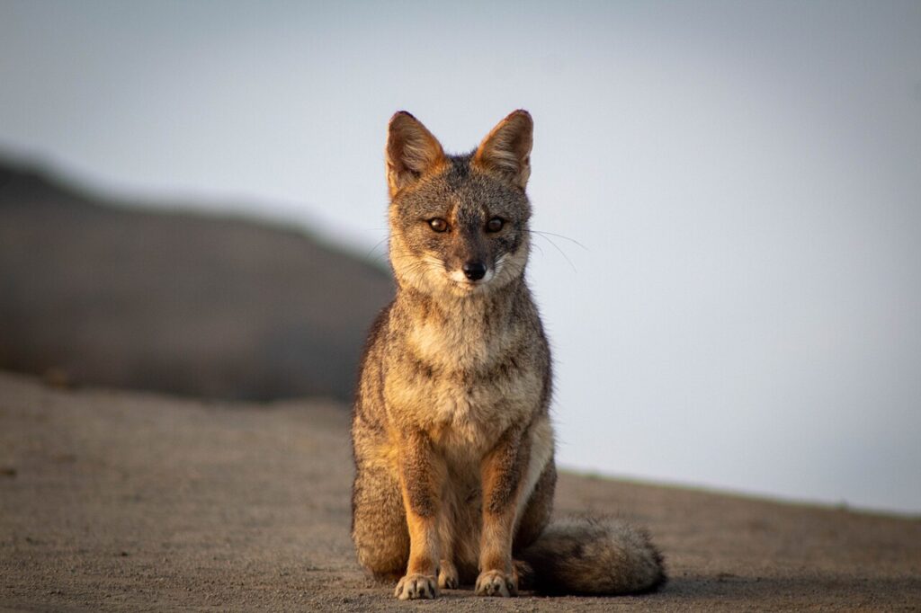 Zorro de Sechura en el desierto del norte del Perú, especie adaptada al clima árido del ecosistema costero