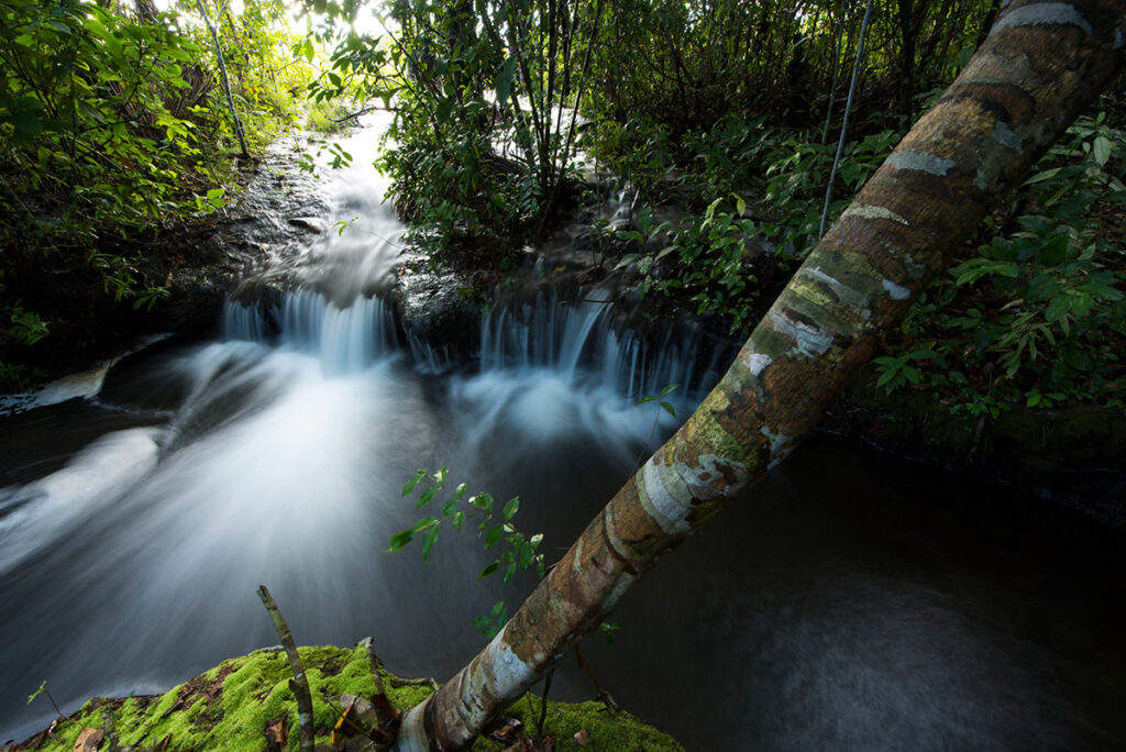 Río y bosque tropical del Parque Nacional Bahuaja Sonene en la Amazonía del Perú