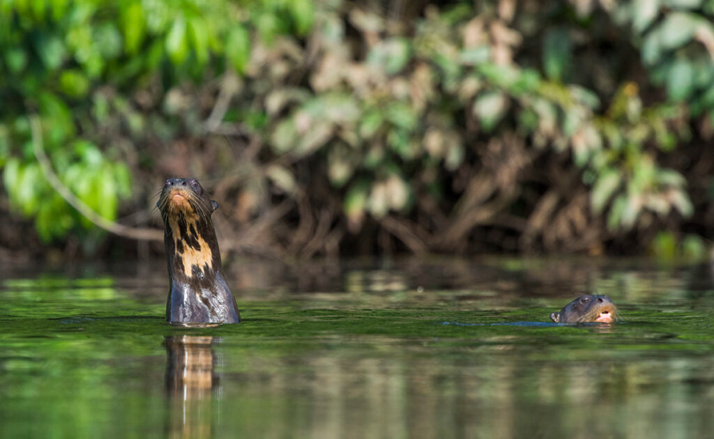 Nutria gigante en los ríos del Parque Nacional Bahuaja Sonene, en la Amazonía del Perú