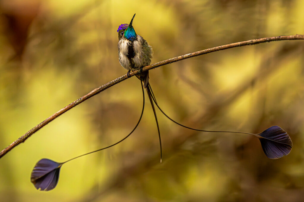 colibrí cola de espátula descansando sobre una rama en los bosques nublados del norte del Perú