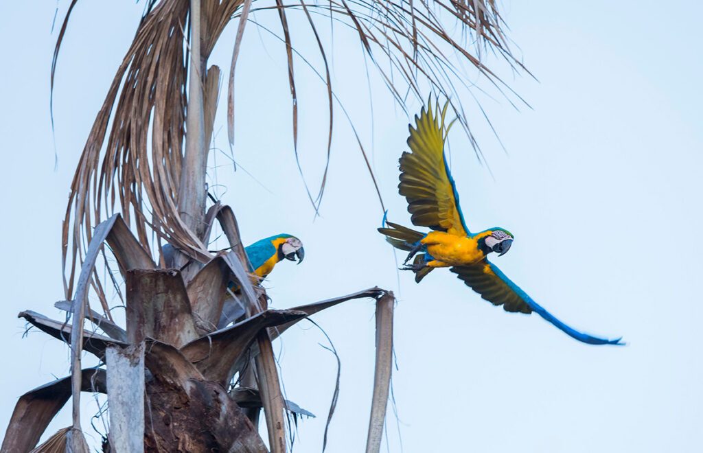 Guacamayos azul-amarillo en vuelo sobre los bosques del Parque Nacional Bahuaja Sonene
