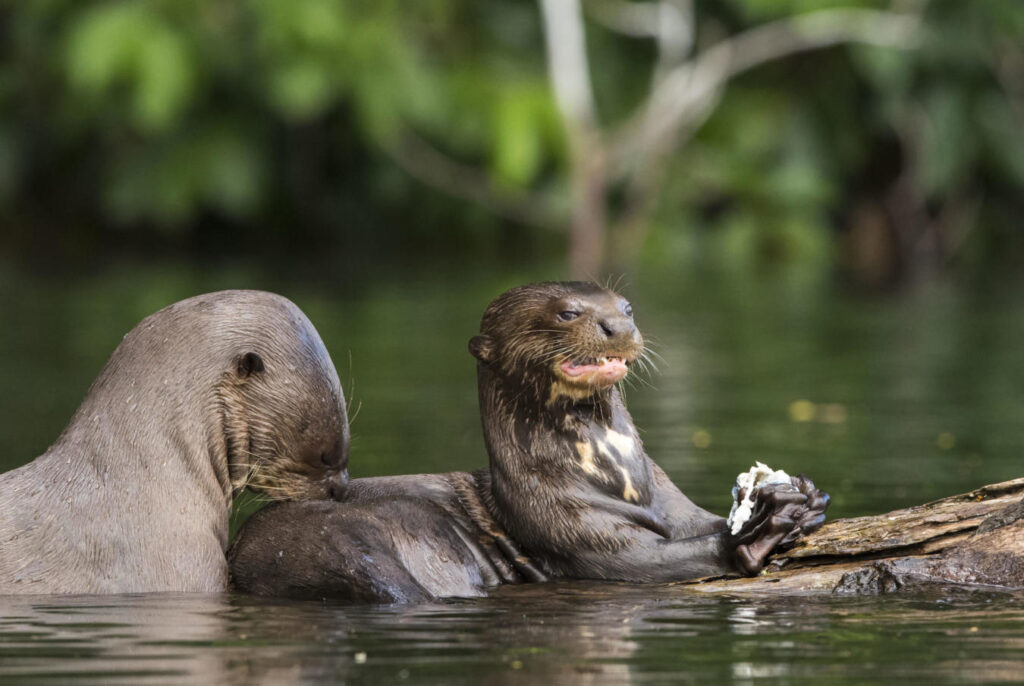 Nutrias gigantes nadando en las aguas del Parque Nacional del Manu, especie emblemática de la Amazonía peruana que habita lagunas como Cocha Salvador y Cocha Otorongo