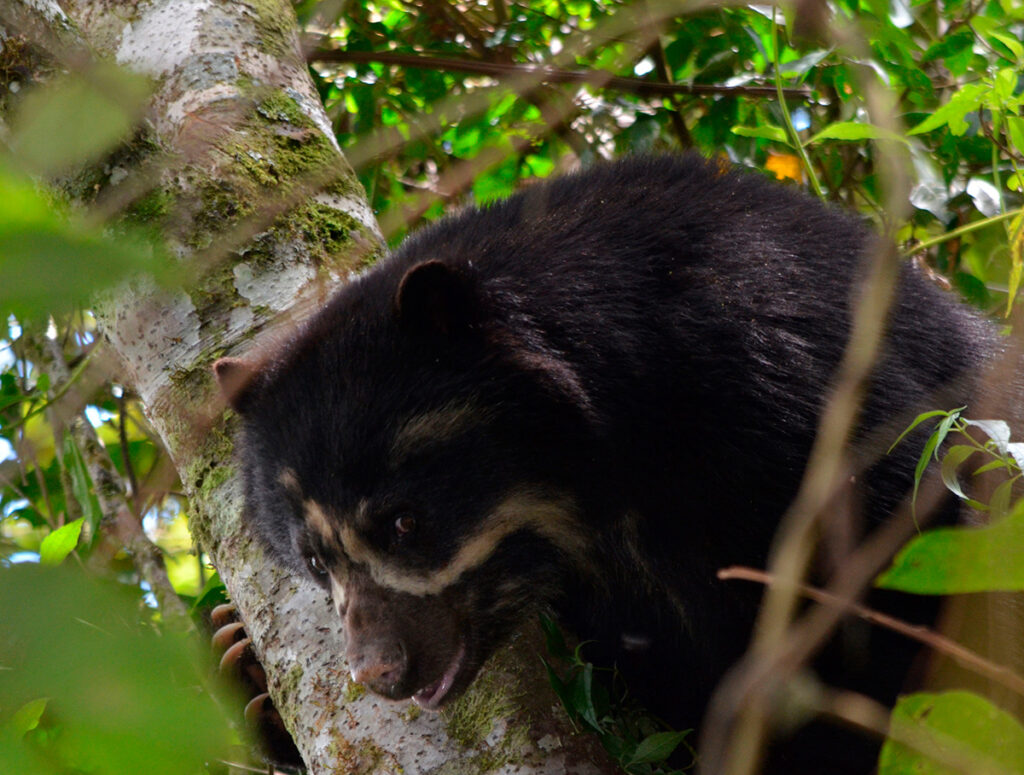 Oso de anteojos en el Santuario Nacional Pampa Hermosa, símbolo de la fauna andina-amazónica del Perú