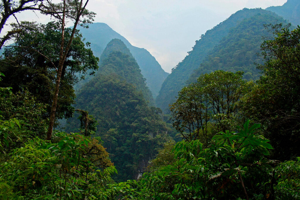 Bosque húmedo de montaña en Oxapampa, dentro de la Reserva de Biosfera Oxapampa-Asháninka-Yánesha