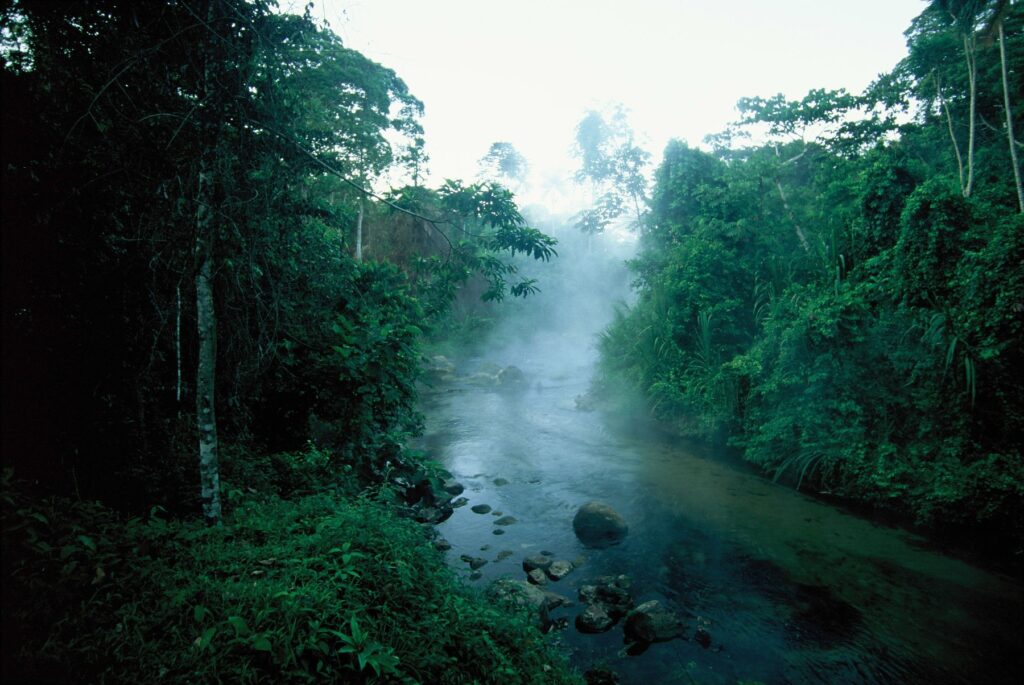 Bosque de neblina en el Santuario Nacional Pampa Hermosa, selva central del Perú