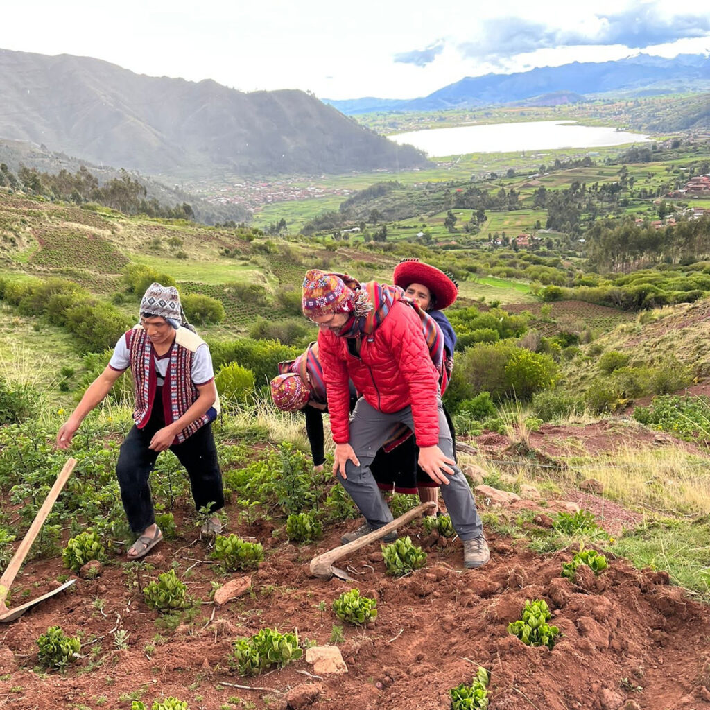 Turistas y comuneros de Ccorccor trabajando la tierra en Chinchero, en una experiencia de turismo vivencial y sostenible en el Valle Sagrado de Cusco