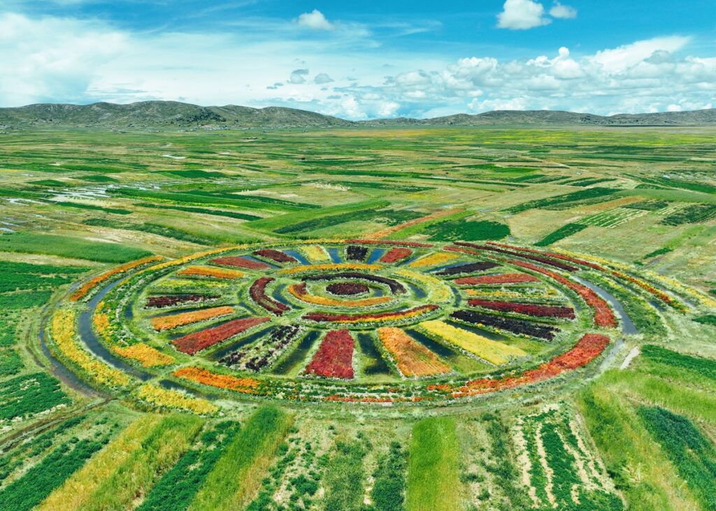 Vista aérea de los waru warus en Ácora, Puno, antiguos camellones agrícolas andinos rodeados de canales de agua que regulan el clima del altiplano