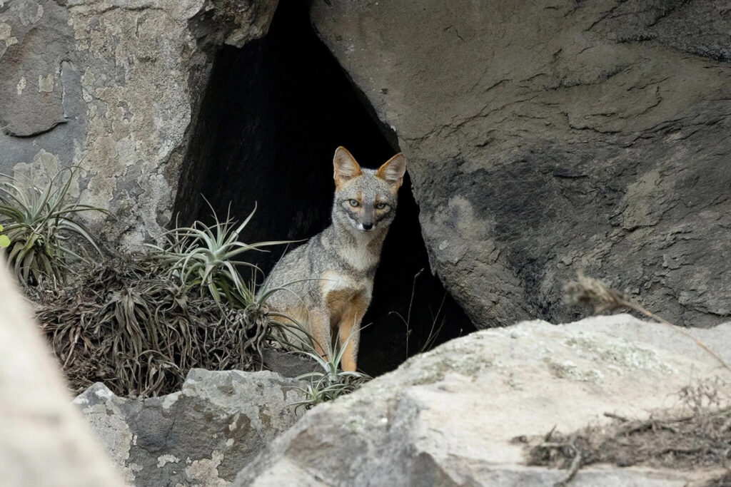 Zorro de Sechura refugiado entre las rocas del desierto costero del norte del Perú, símbolo del equilibrio natural