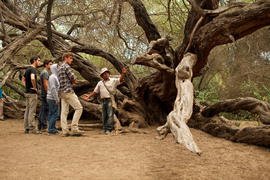 Guía realizando una explicación sobre los árboles legendarios de Laquipampa, en Lambayeque.