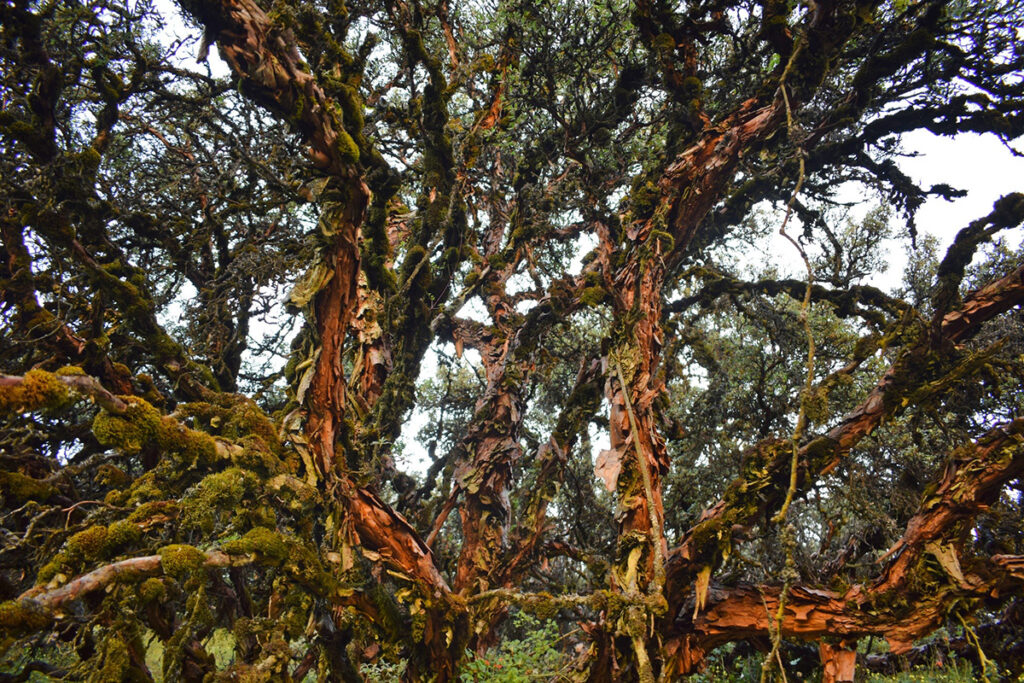 Árboles de karkac y queñual con musgo en el Bosque del Amor, parte de la Reserva Paisajística Nor Yauyos Cochas