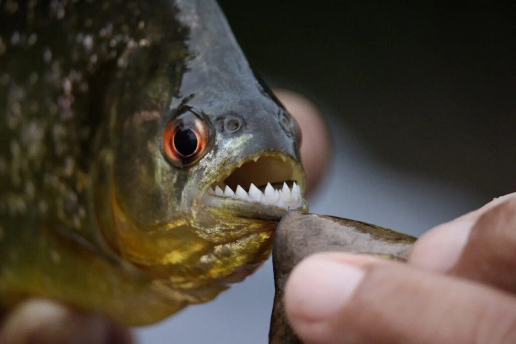 Primer plano de una piraña sostenida por un guía durante una actividad de pesca artesanal en la Amazonía peruana.