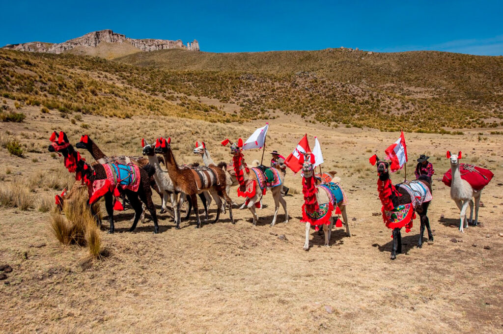 Camélidos adornados durante una actividad comunitaria en el paisaje altoandino de Callalli, Arequipa